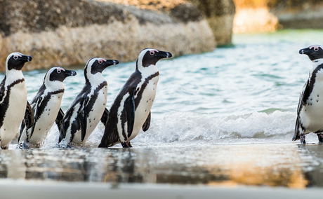 Aqua Terra Boutique Luxury Guesthouse - Boulders-Beach-Penguin-Colony