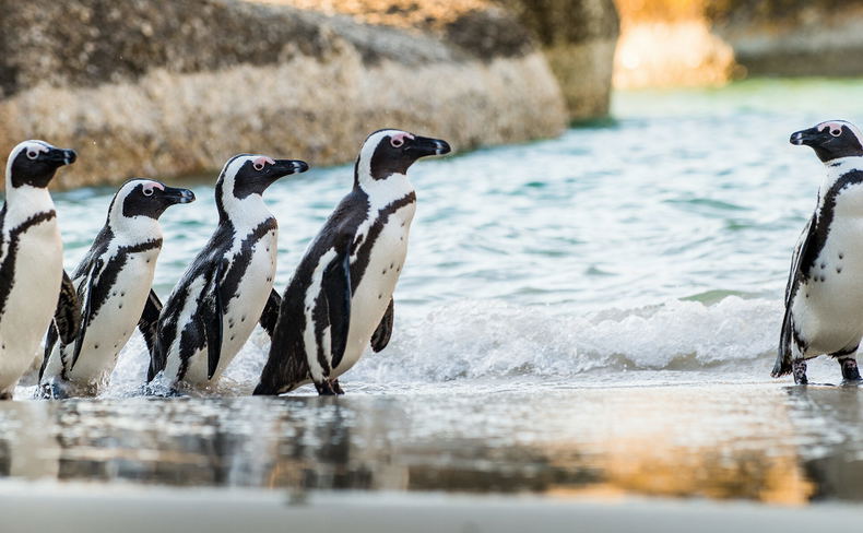 Aqua Terra Boutique Luxury Guesthouse - Boulders-Beach-Penguin-Colony Aqua Terra Boutique Luxury Guesthouse - Boulders-Beach-Penguin-Colony