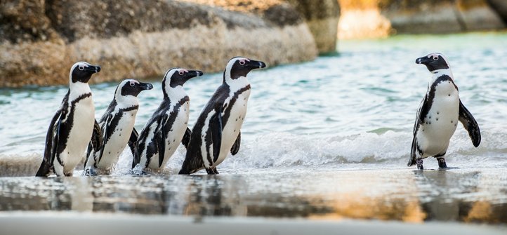 African penguins standing on a rock beside clear coastal water