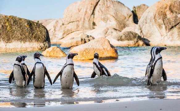African penguins beside granite boulders at the beach