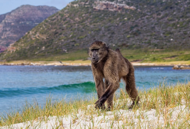 Baboon walking through grass beside the sea and coastal hills