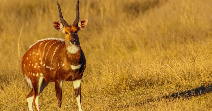Antelope standing in golden grass