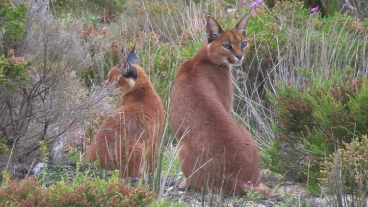 Two caracals resting among fynbos shrubs