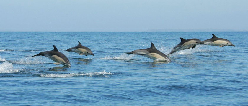 Dolphins - Accommodation Near Cape Point, Simon’s Town - Aqua Terra Guesthouse