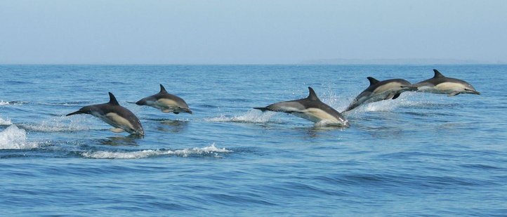 Dolphins leaping and swimming together at the sea surface