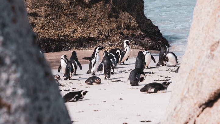 African penguins gathered on a sandy beach beneath coastal rocks