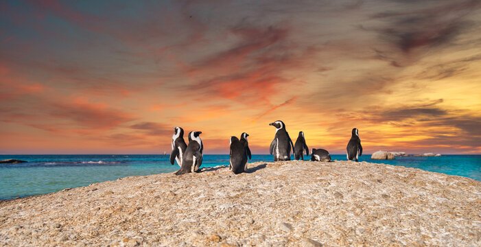 African penguins on a beach beneath a colourful sunset