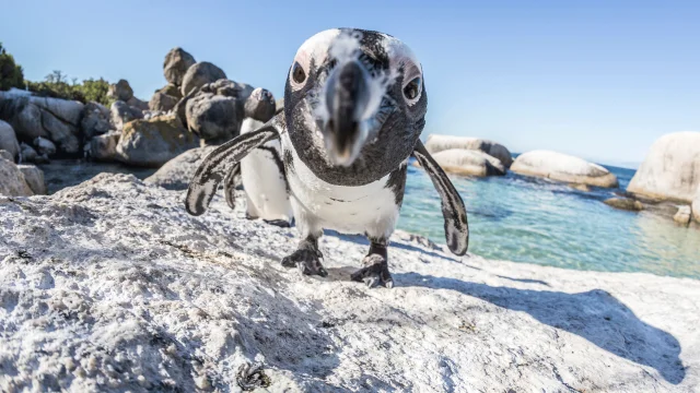 African penguin standing on a granite rock