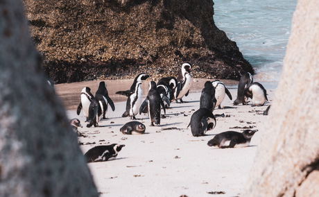 Aqua Terra Boutique Guesthouse, Luxury Accommodation Simons Town - Boulders Beach Aqua Terra Boutique Guesthouse, Luxury Accommodation Simons Town - Boulders Beach