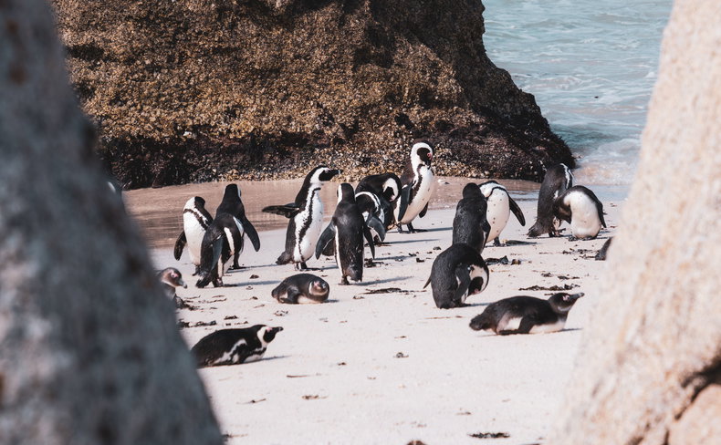 Aqua Terra Boutique Guesthouse, Luxury Accommodation Simons Town - Boulders Beach