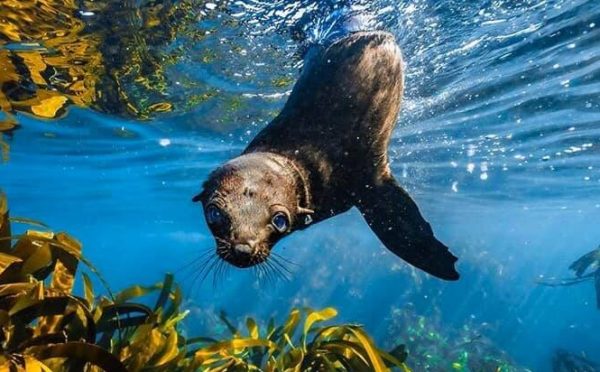 Seal swimming underwater among kelp fronds