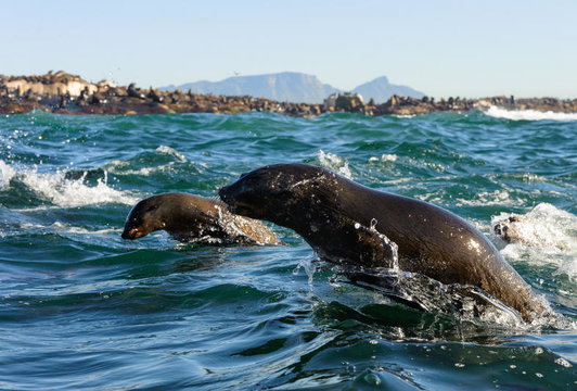 Aqua Terra Guesthouse - Seals Whale Watching False Bay