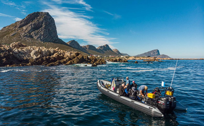 Whale Watching, Diving, Cape Point, Boulders Beach Accommodation Simons Town