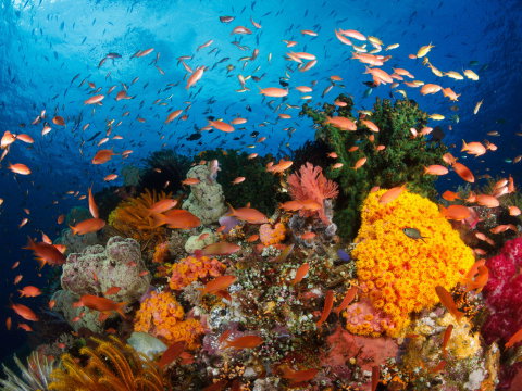 Best Scuba Diving False Bay - Aqua Terra Guesthouse promotion