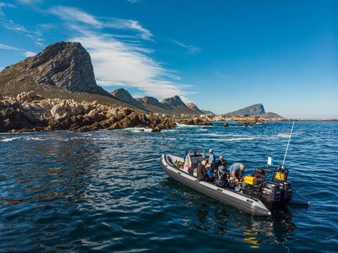 Whale Watching - Aqua Terra Luxury Guesthouse