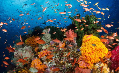 AquaTerra Boutique Guesthouse, Simons Town - False Bay Scuba Diving