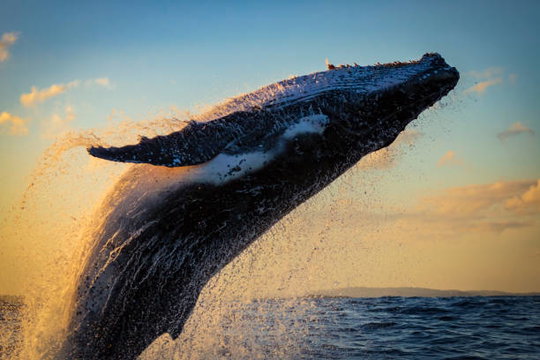 Whale watching - Luxury Cape Peninsula Accommodation