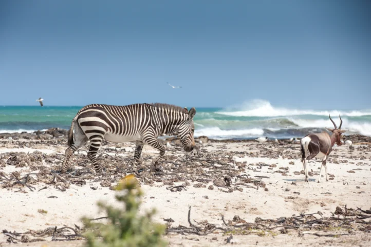 Zebra and antelope beside a rocky beach