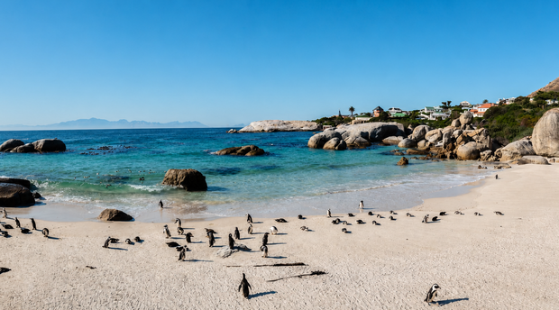 African penguins at Boulders Beach near Aqua Terra Boutique Guesthouse in Simon's Town