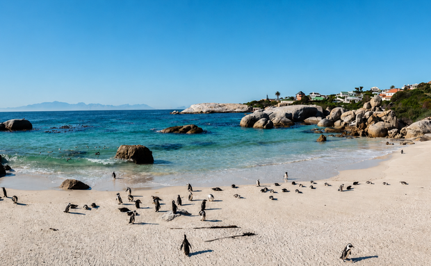 African penguins at Boulders Beach near Aqua Terra Boutique Guesthouse in Simon's Town African penguins at Boulders Beach near Aqua Terra Boutique Guesthouse in Simon's Town