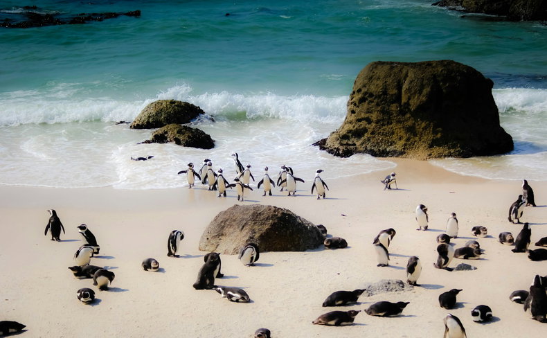 Boulders Beach - Aqua Terra Boutique Guesthouse Simons Town, Cape Town
