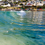 Where Can You See Seals in Cape Town? A Safe Visitor Guide