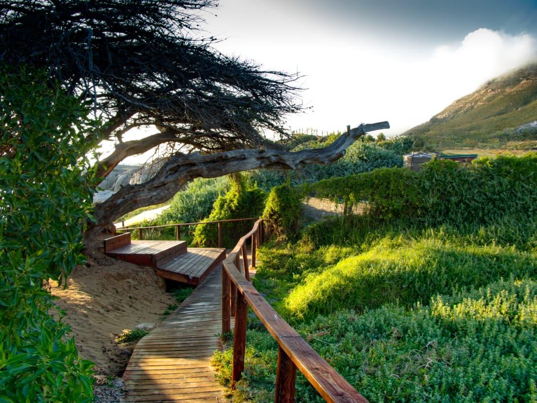 Wooden steps and a coastal boardwalk beside vegetation on the Simon's Town shoreline