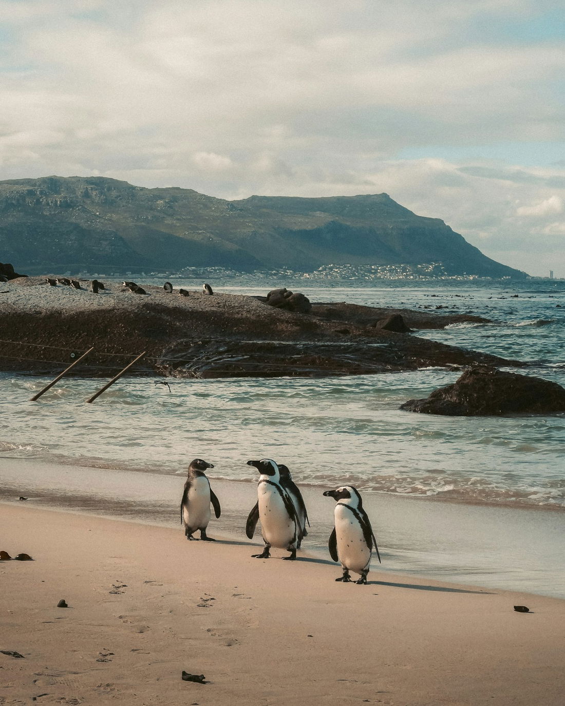 African penguins walking along the sand toward the water at Boulders Beach, Simon's Town