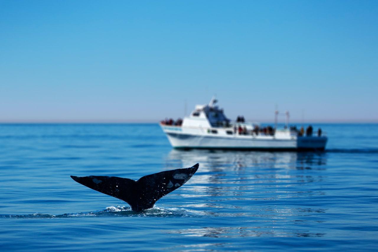 Aqua Terra Boutique Guesthouse and False Bay surroundings in Simon's Town, Cape Town