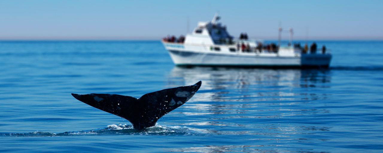 Aqua Terra Boutique Guesthouse and False Bay surroundings in Simon's Town, Cape Town