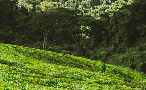 Carbon Sequestration