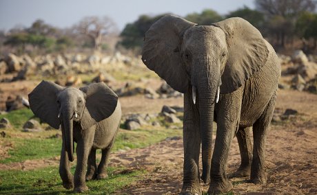 An elephant and its calf at Ruaha National Park, Tanzania