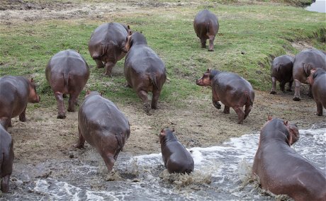 Hippos leaving the hippo pool in Katavi National Park