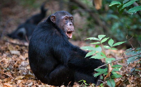 A chimpanzee at Mahale Mountains National Park A chimpanzee at Mahale Mountains National Park