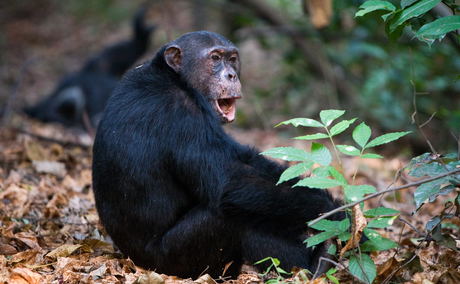 A chimpanzee at Mahale Mountains National Park A chimpanzee at Mahale Mountains National Park