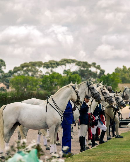 Lipizzaner's