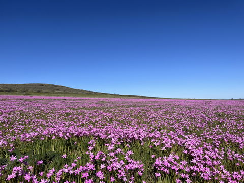 field of pink evening flowers