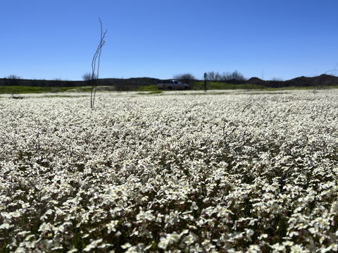 white flax