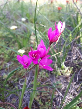 pink aandblom