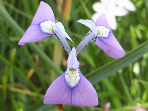 iris