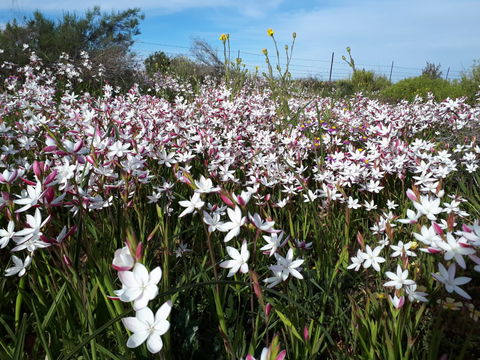wit aanblomme