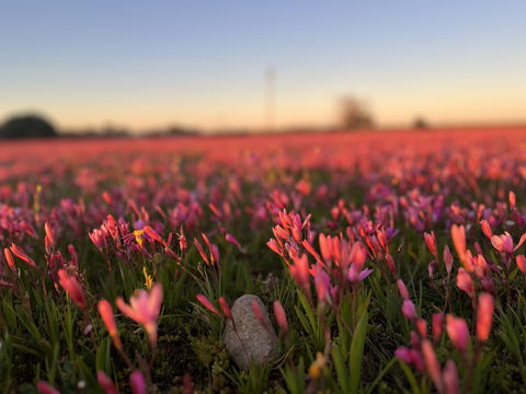 pink aandblomme in die aandskemering