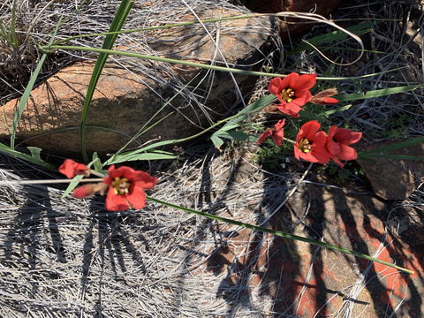 rooi Sparaxis in die Rooigrond Sep