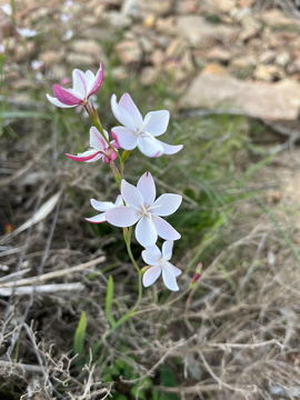white evening flower