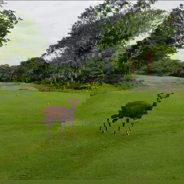 Selborne Villa Wildlife