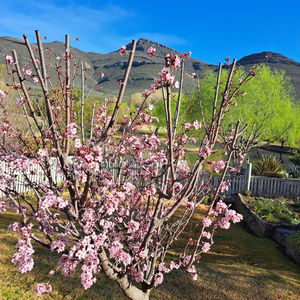 SPRING HAS SPRANG SEPTEMBER 2025