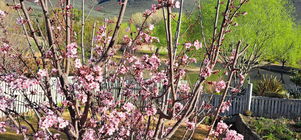 SPRING HAS SPRANG SEPTEMBER 2025