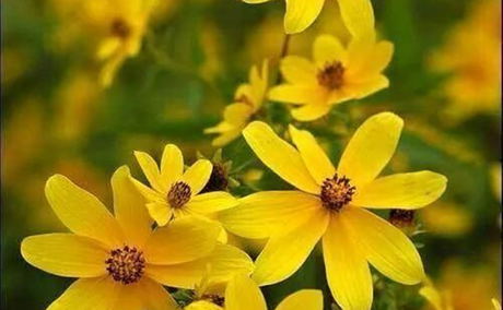 Ethiopian New Year / Enkutatash, Adey Abeba, New Year Flower, Biden Ethiopian New Year / Enkutatash, Adey Abeba, New Year Flower, Biden