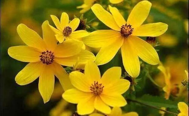 Ethiopian New Year / Enkutatash, Adey Abeba, New Year Flower, Biden Ethiopian New Year / Enkutatash, Adey Abeba, New Year Flower, Biden