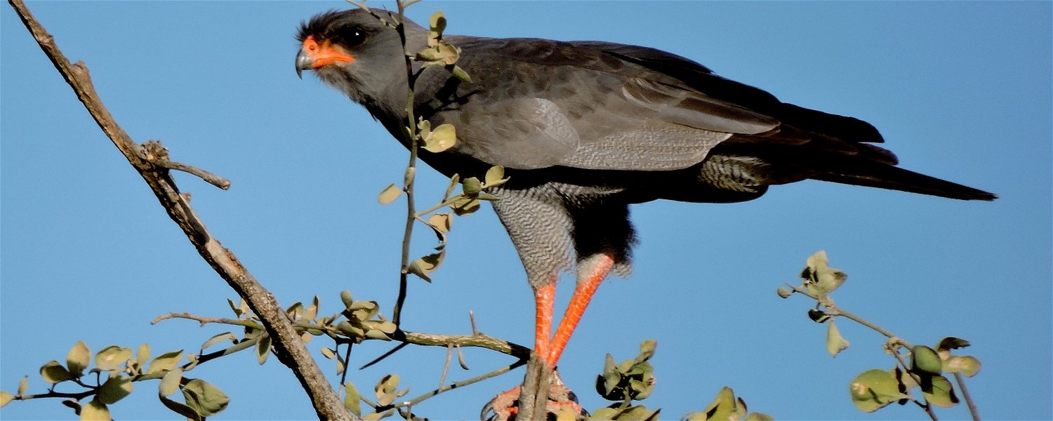 Birding In Ethioia, Dark Chanting Goshawk